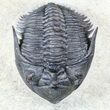 Metacanthina (Asteropyge) Trilobite - Great Detail #56547-5